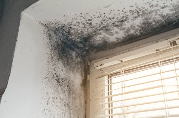 Affordable Commercial Mold Remediation solutions in California, MD